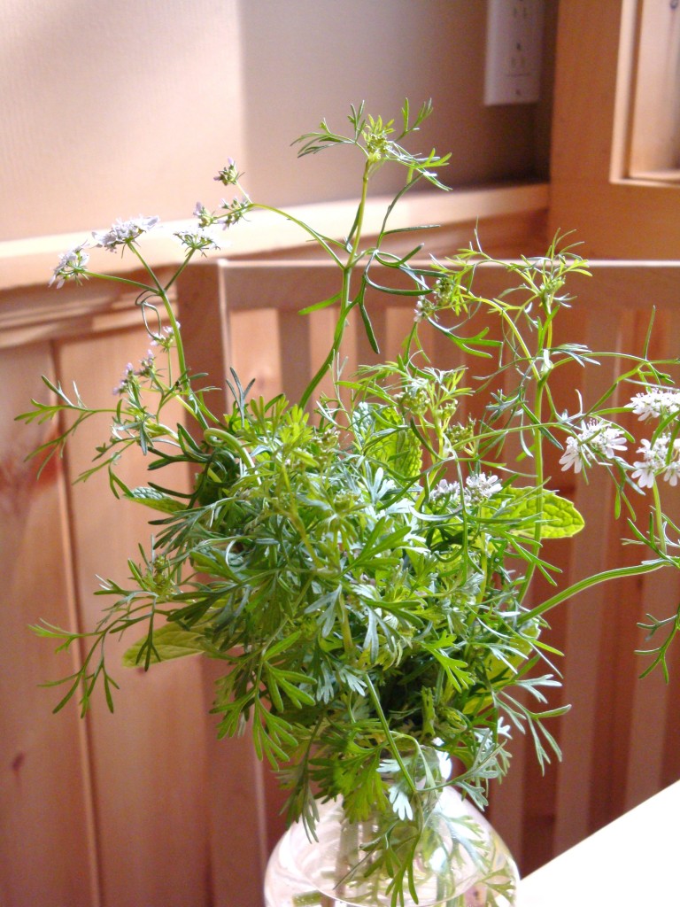 What to do when your Cilantro Bolts…