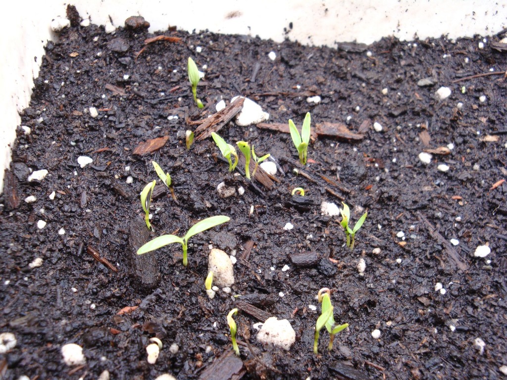 What to do when your Cilantro Bolts…