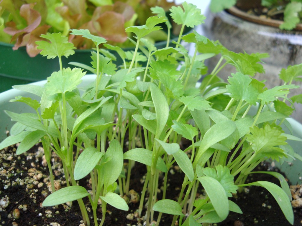 What to do when your Cilantro Bolts…