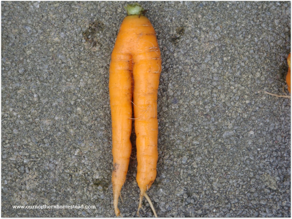 Carrot3