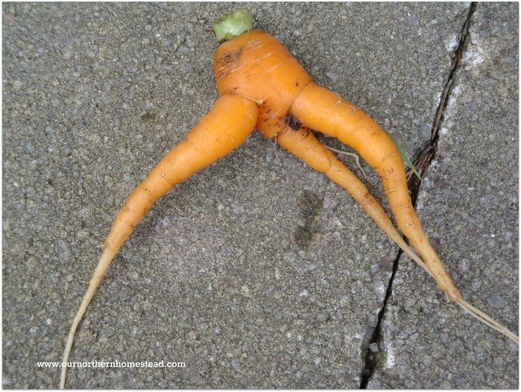 Carrot4